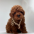 Red Brown Orjinal Toy Poodle